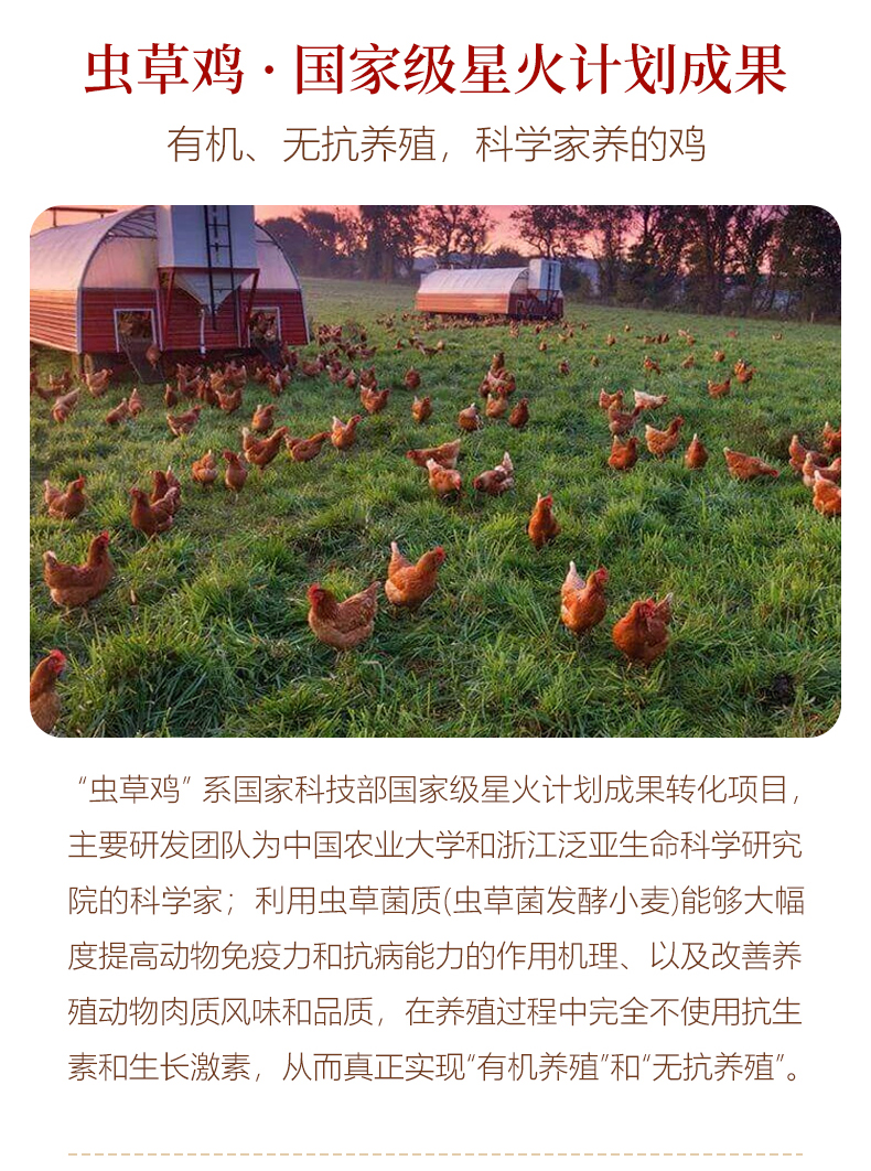 虫草鸡详情图_04.jpg