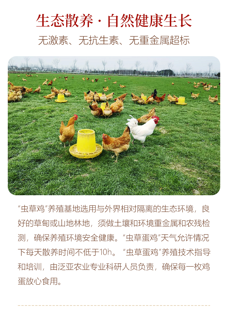 虫草鸡详情图_05.jpg